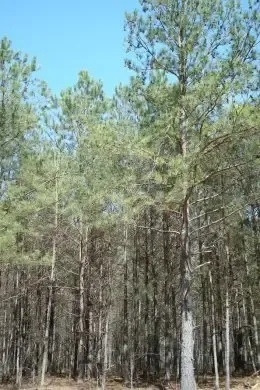 commercial-tree-grinder-progrind-2