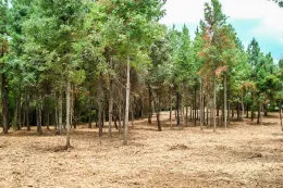 commercial-tree-grinder-progrind-4