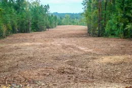 commercial-tree-grinder-progrind-5