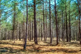 commercial-tree-grinder-progrind