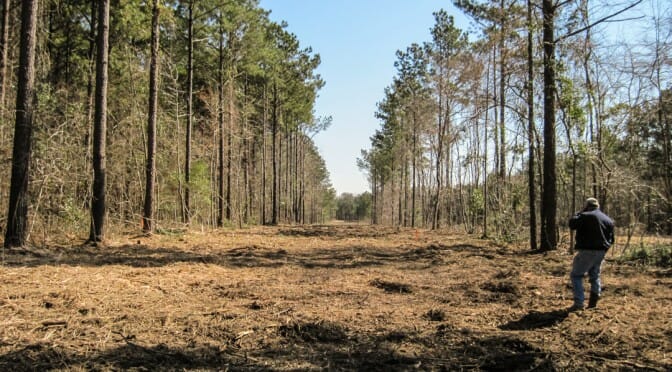 commercial-tree-grinder-progrind-11 commercial-tree-grinder-progrind-11