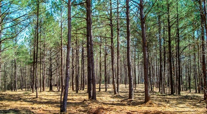 Commercial-Tree-Grinder Commercial-Tree-Grinder